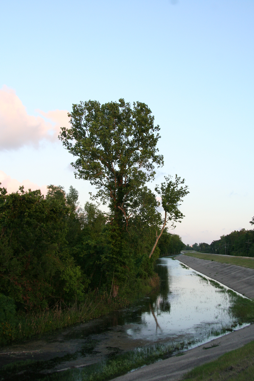 Bäume am Entwässerungskanal/Trees by the drainage canal 